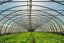 گلخانه‌های کوچک مقیاس فرصتی برای اشتغال‌زایی هستند