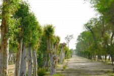 کاشت ۱۰۰ هزار نهال اکالیپتوس در آبدانان