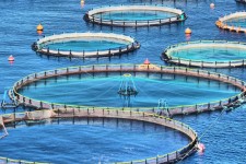 ظرفیت‌های ایلام برای پرورش ماهی در قفس