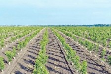 تولید ۸۵۰ هزار نهال در دهلران