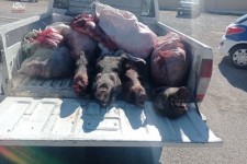 شکار غیرمجاز تهدیدی برای تنوع زیستی است