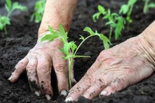 کاشت ۲۴ میلیون اصله نهال در ایلام