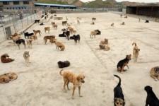 ضرورت ایجاد مرکز نگهداری سگ‌های ولگرد