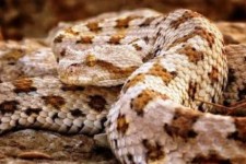 مار افعی دم‌عنکبوتی در خطر قاچاق