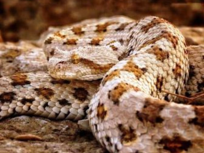 مار افعی دم‌عنکبوتی در خطر قاچاق