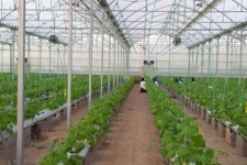 ظرفیت‌های گلخانه‌ها در توسعه استان ایلام