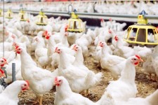 ایلام ظرفیت صادرات مرغ را دارد