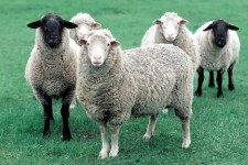 اصلاح نژاد گوسفند کردی نتایج مطلوبی دارد