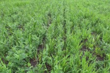 افزایش کشت علوفه دیم در شهرستان ایلام