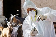 واکسیناسیون دام‌ها علیه بروسلوز در ایلام