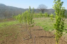 چالش‌های توسعه باغات در اراضی شیب‌دار