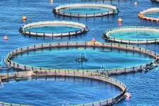 ایلام قطب جدید پرورش ماهی در قفس