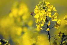 گسترش کشت دانه‌های روغنی ضروری است