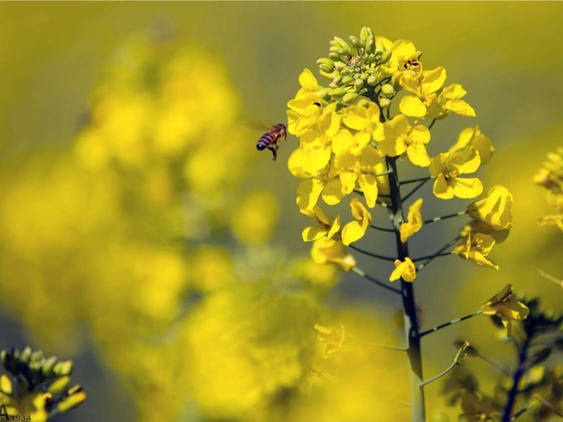 گسترش کشت دانه‌های روغنی ضروری است