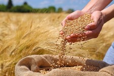 ۶۵۰ تن جو در ایلام توزیع شد