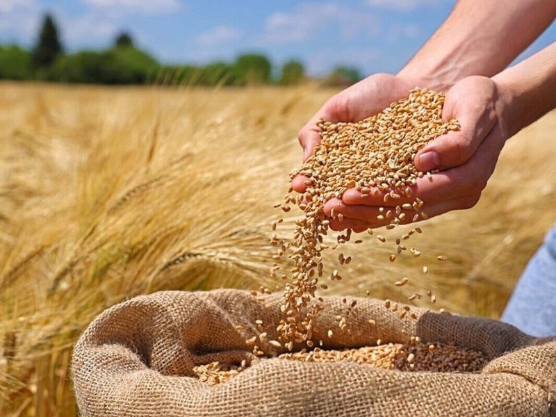 ۶۵۰ تن جو در ایلام توزیع شد