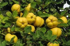 مغفول ماندن اصول تغذیه باغات در ایلام