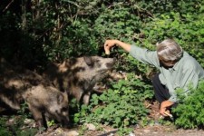 به جانوران و پرندگان وحشی غذا ندهید