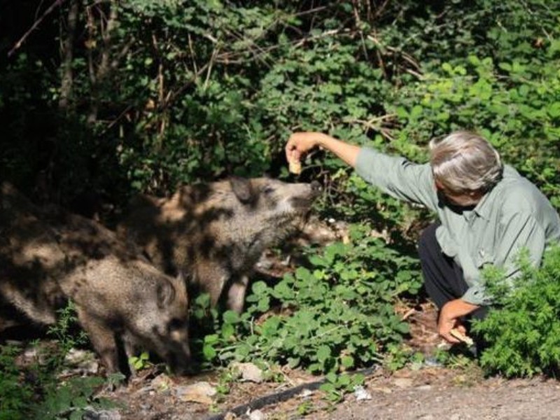 به جانوران و پرندگان وحشی غذا ندهید