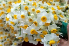 ظرفیت‌های تولید گل نرگس در ایلام