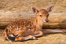 ۱۰ رأس گوزن از ایلام انتقال می‌یابند