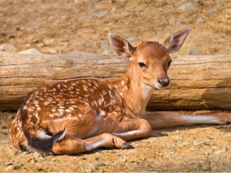 ۱۰ رأس گوزن از ایلام انتقال می‌یابند