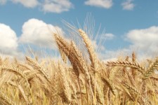 کشت‌های غیرغلات در زمین‌های کشاورزی دیده شود