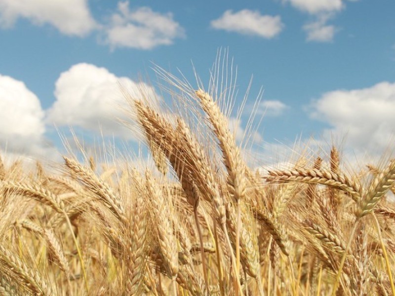 کشت‌های غیرغلات در زمین‌های کشاورزی دیده شود