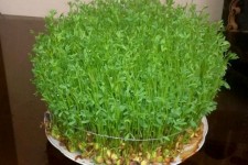 آموزش کاشت سبزه عدس