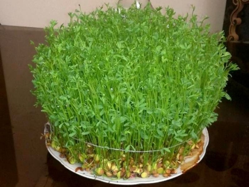 آموزش کاشت سبزه عدس