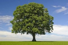 ضرورت توجه به مسئله درختان در ایلام