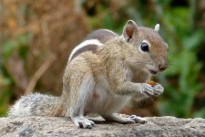 سنجاب‌ها، احیاگران جنگل‌های بلوط ایلام