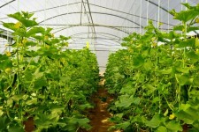 ضرورت توسعه گلخانه‌های کوچک‌ مقیاس در ایلام