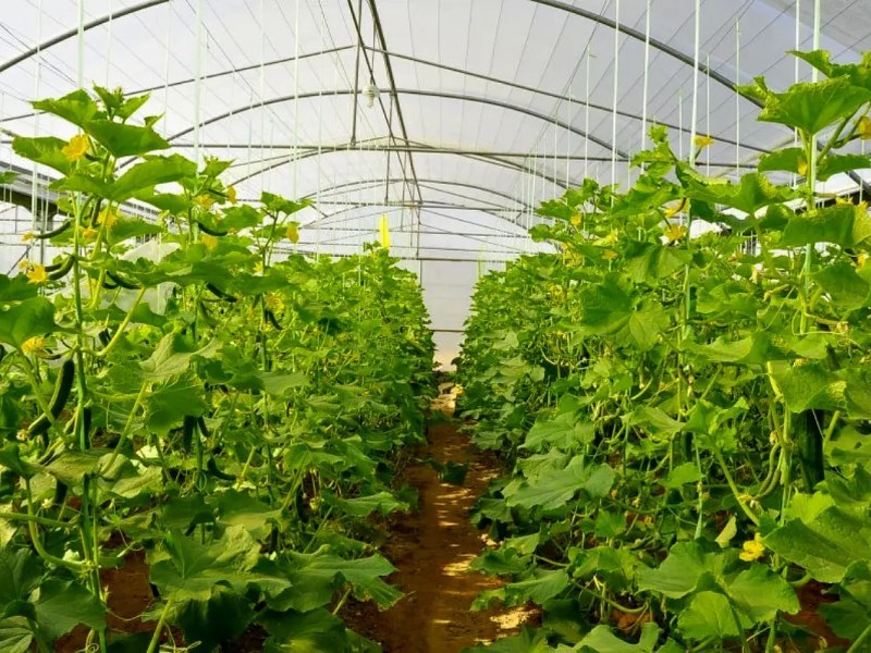 ضرورت توسعه گلخانه‌های کوچک‌ مقیاس در ایلام