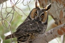 حفاظت زیستگاه‌ها، کلید حفظ تنوع زیستی است