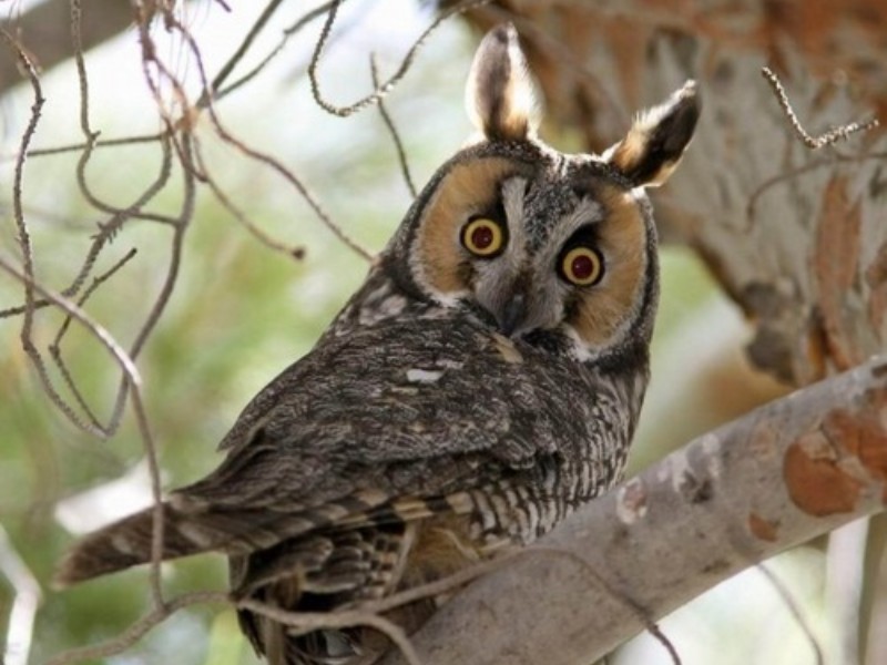 حفاظت زیستگاه‌ها، کلید حفظ تنوع زیستی است