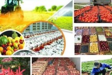 نبود صنایع تبدیلی مهم‌ترین دغدغه کشاورزان ایلامی