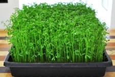 آموزش کاشت سبزه عدس