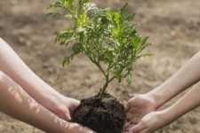  توزیع ۴۰۰ هزار اصله نهال در دهلران