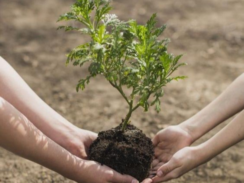  توزیع ۴۰۰ هزار اصله نهال در دهلران