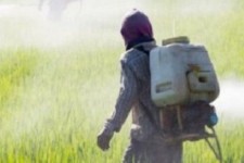 آفت‌زدایی ۱۰۵ هزار هکتار از کشتزارهای ایلام