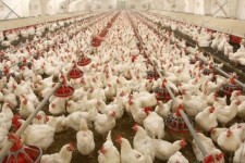 احیای واحدهای مرغداری در ایلام