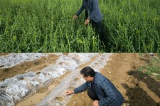 خسارت ۱۲۰۰ هکتاری تگرگ به محصولات کشاورزی دره‌شهر