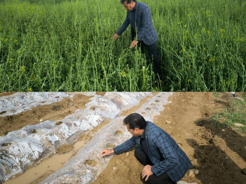 خسارت ۱۲۰۰ هکتاری تگرگ به محصولات کشاورزی دره‌شهر