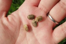 آفت سن مزارع ایلام را خسارت‌زا کرد