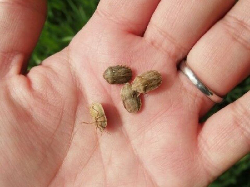 آفت سن مزارع ایلام را خسارت‌زا کرد