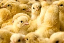 کاهش خسارت‌های ناشی از آسیت در جوجه‌های گوشتی