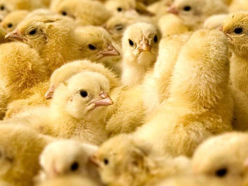 کاهش خسارت‌های ناشی از آسیت در جوجه‌های گوشتی