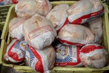 توزیع ۲۵۰ تن مرغ منجمد در ایلام