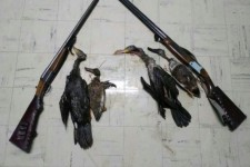 شکارچی غیرمجاز پرندگان در ایلام دستگیر شد